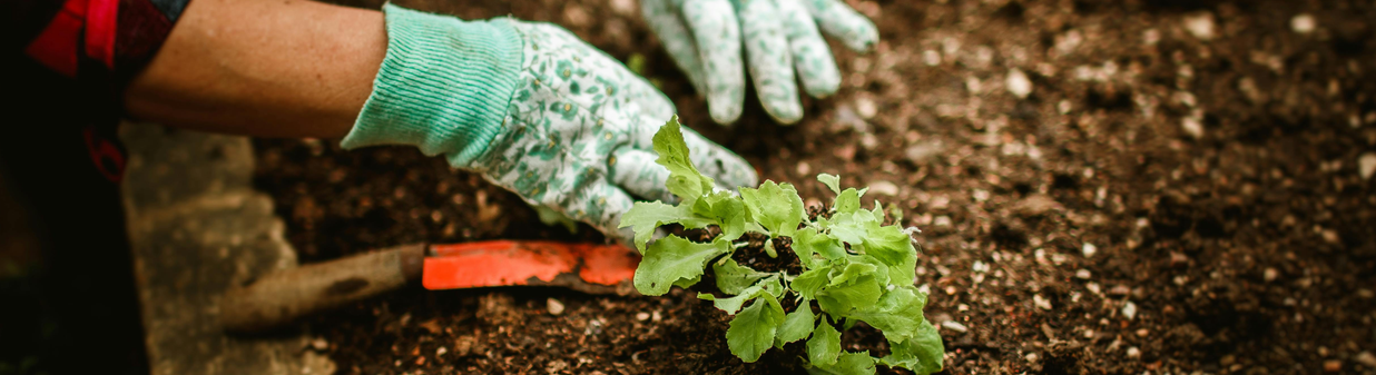 Prendre soin de son potager en automne
