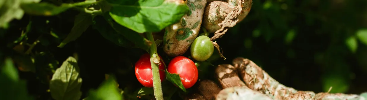 Je moestuin verzorgen in de zomer: complete gids voor een rijke oogst