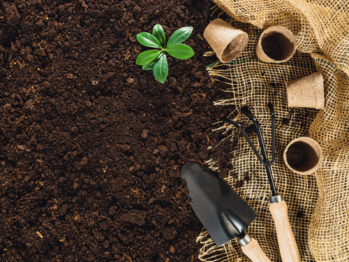 Jardinage pour débutants : par où commencer ?