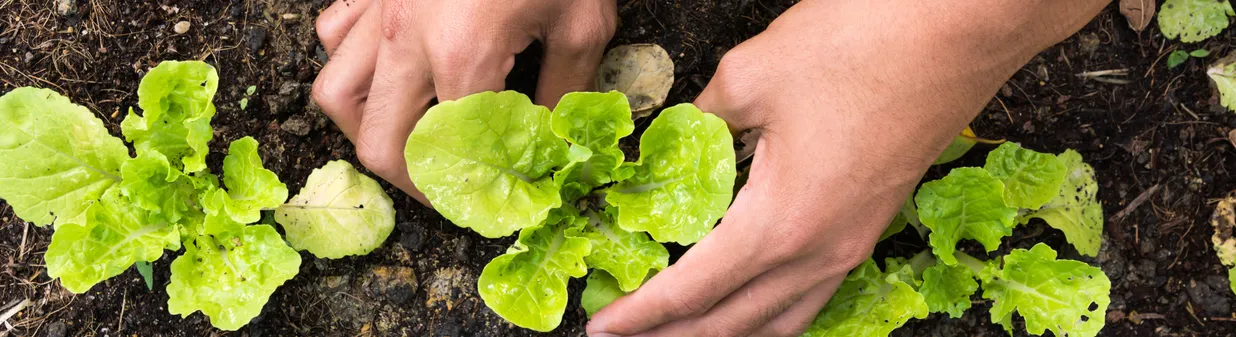 Prendre soin de son potager au printemps : les gestes essentiels pour réussir sa saison